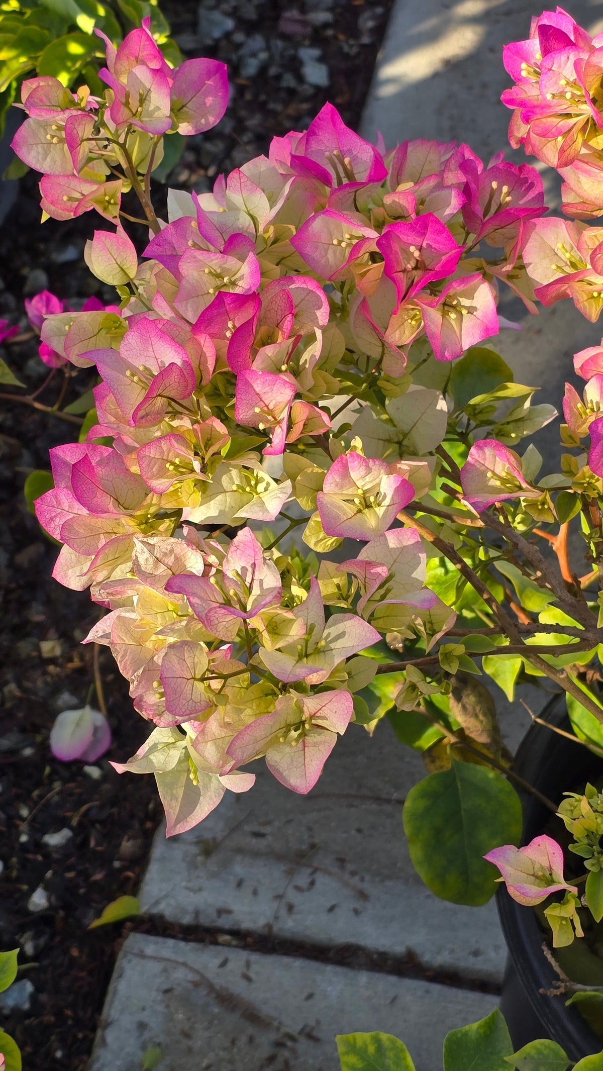 Bougainvillea "Rosa Pink" flower on 5 gallon pot - Get similar - 🪴 Voelk Art & Plants Inc 🪴