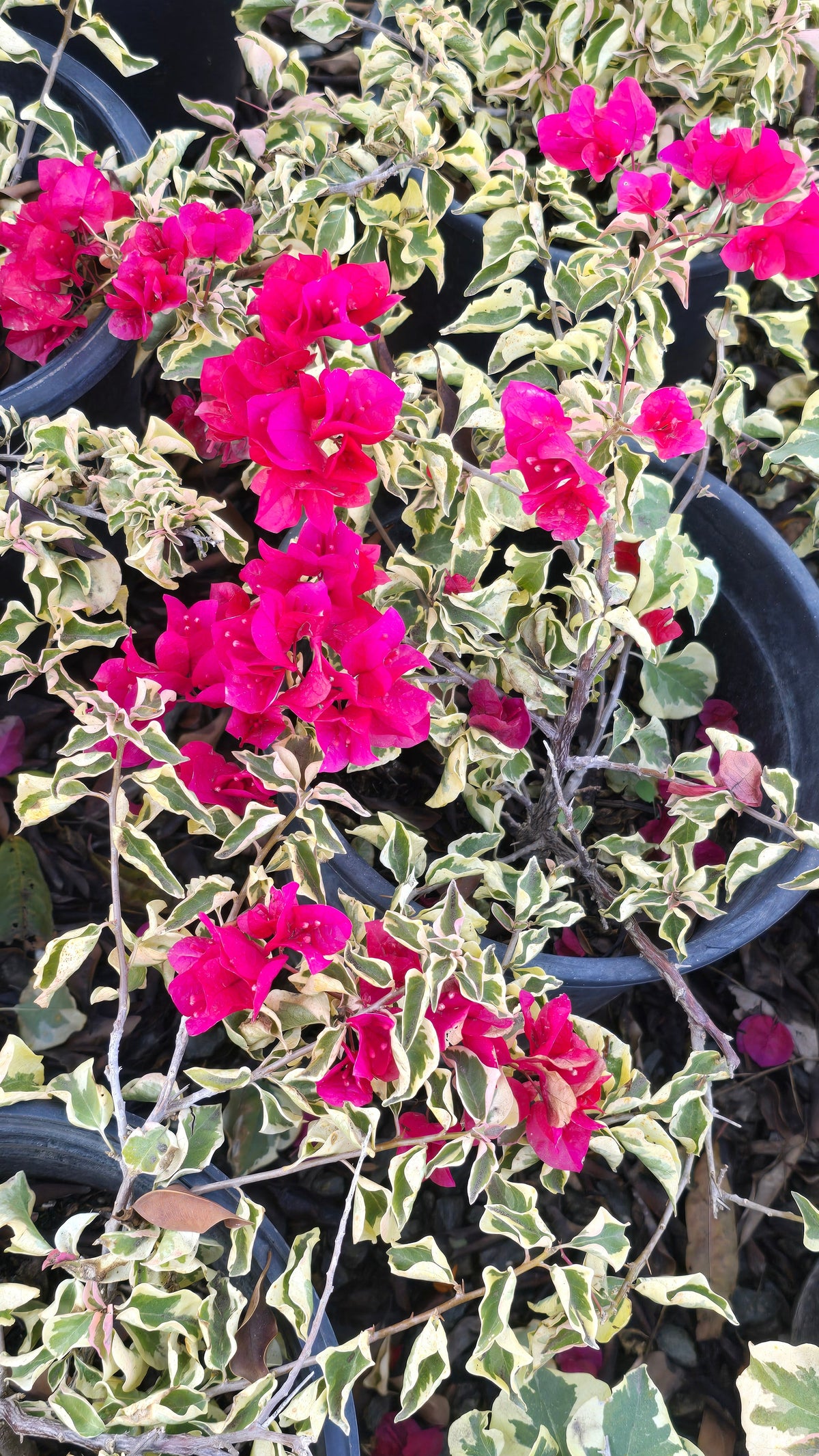 Buganvilias Variegated Red Flower on 5 gallon pot - Get similar - 🪴 Voelk Art & Plants Inc 🪴