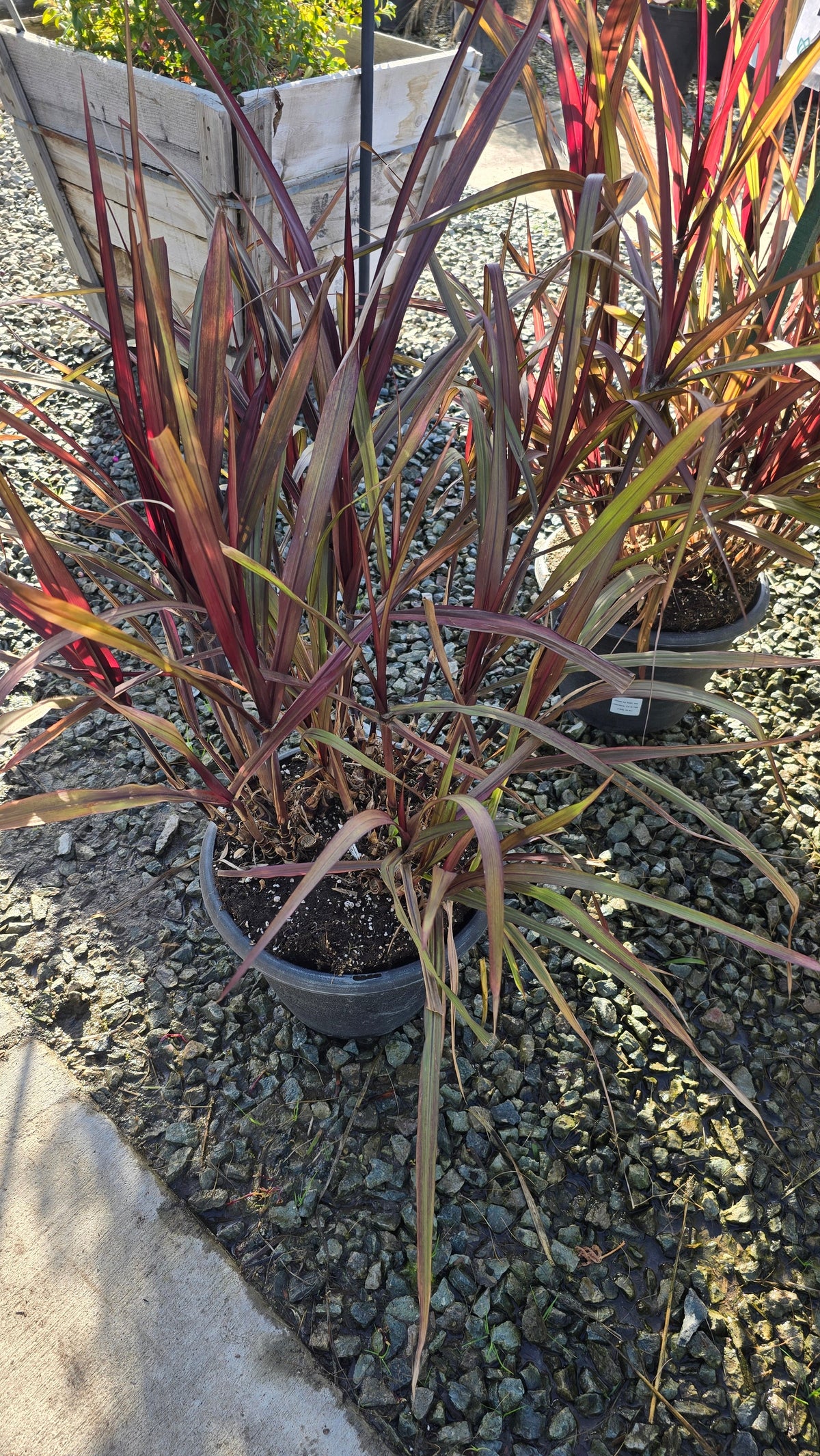 Cache Omamental Millet 'Copper' on 5 gallon pot - Get similar - 🪴 Voelk Art & Plants Inc 🪴
