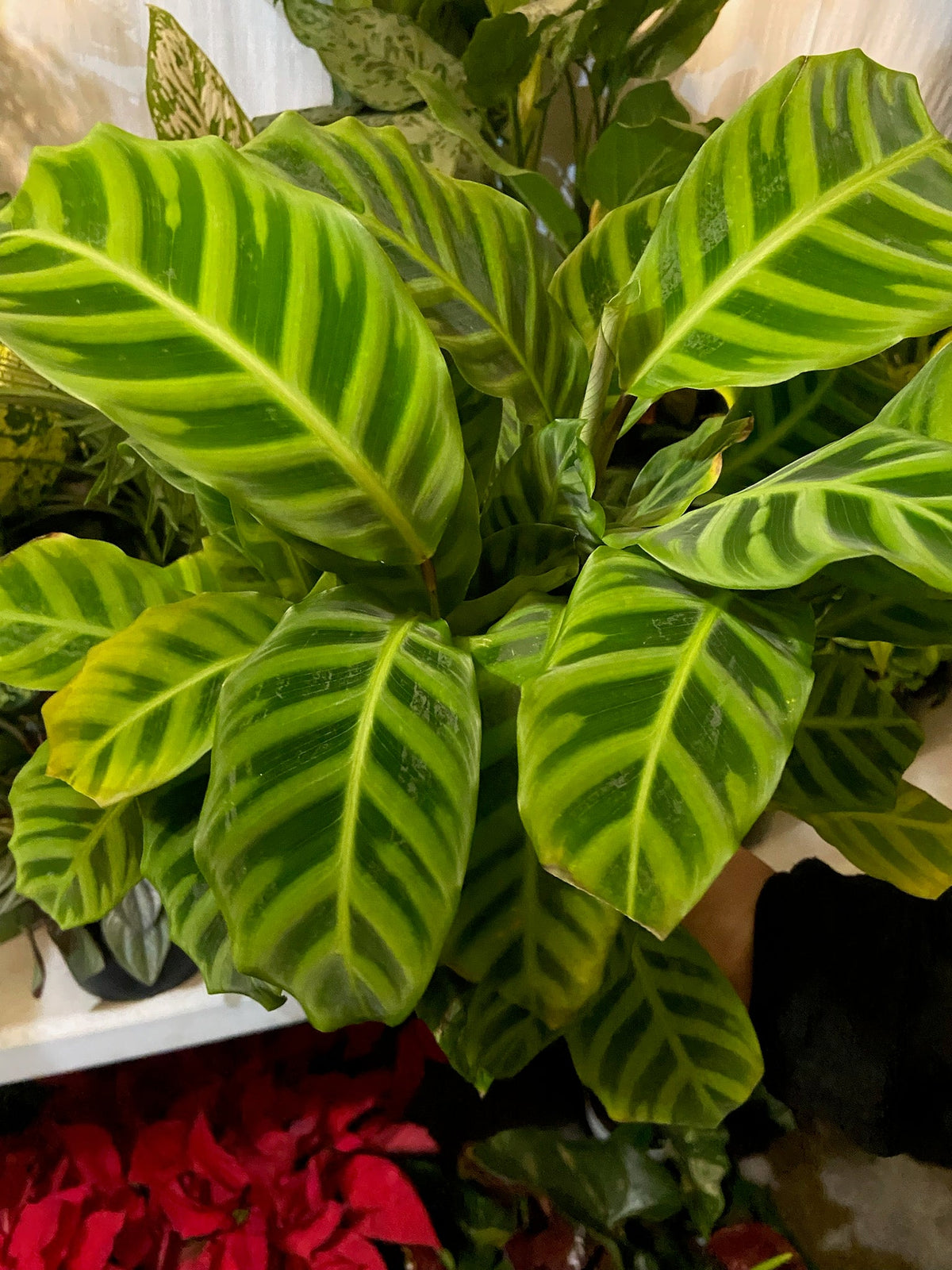Calathea Zebrina Goeppertia in a 6 inch Pot - Get similar - 🪴 Voelk Art & Plants Inc 🪴