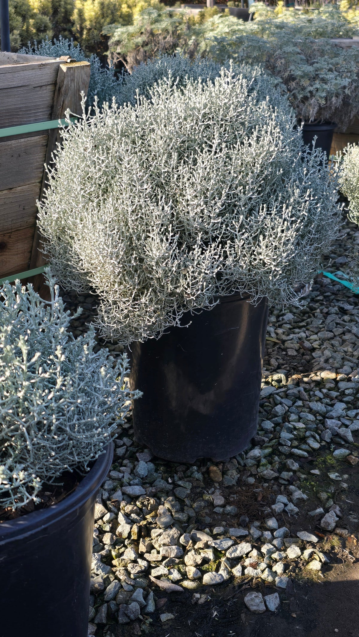 Calocephalus 'Silver Stone 5 gallon pot - Get similar - 🪴 Voelk Art & Plants Inc 🪴