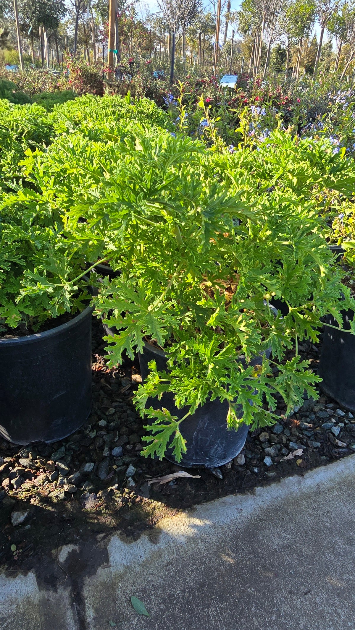 Citronella Mosquito Plant on 5 gallon pot - Get similar - 🪴 Voelk Art & Plants Inc 🪴