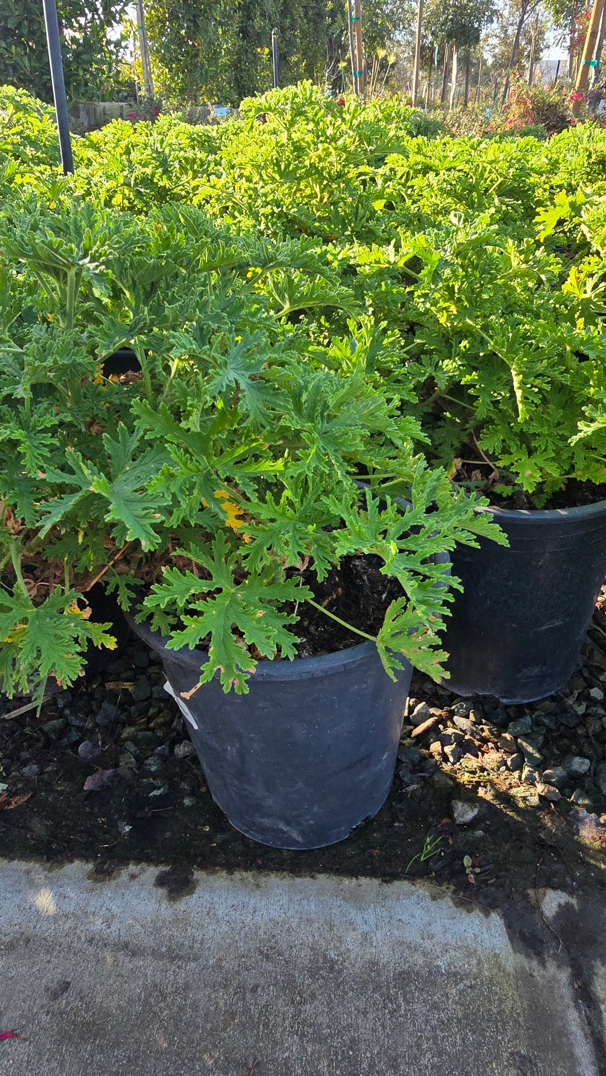 Citronella Mosquito Plant on 5 gallon pot - Get similar - 🪴 Voelk Art & Plants Inc 🪴