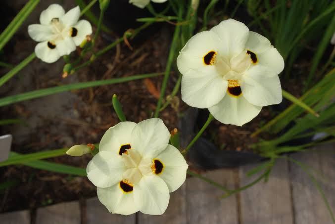 Dientes Bicolor african lily bush plant on 5 gallon pot - Get similar - 🪴 Voelk Art & Plants Inc 🪴