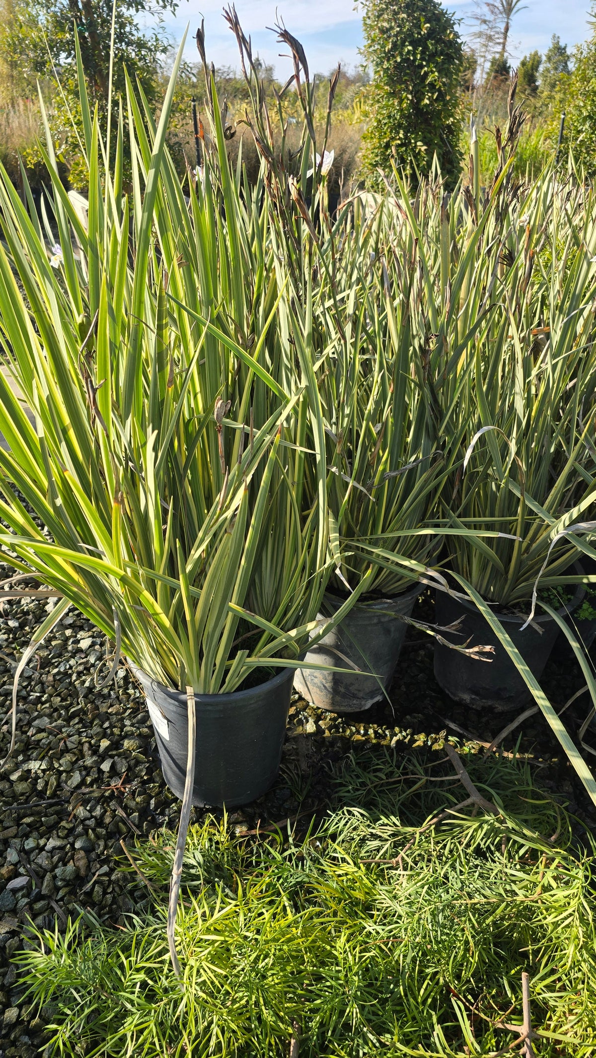 Dietes grandiflora Variegata bush plant on 5 gallon pot - Get similar - 🪴 Voelk Art & Plants Inc 🪴