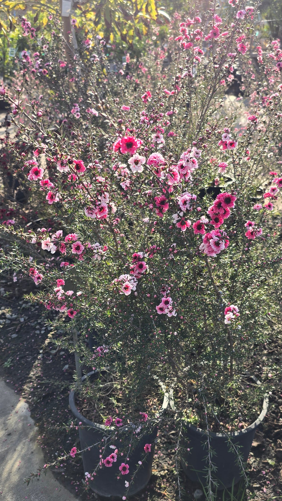 Leptospermum scoparium 'Pink Cascade' 5 gallon pot 5tf tall - Get similar - 🪴 Voelk Art & Plants Inc 🪴