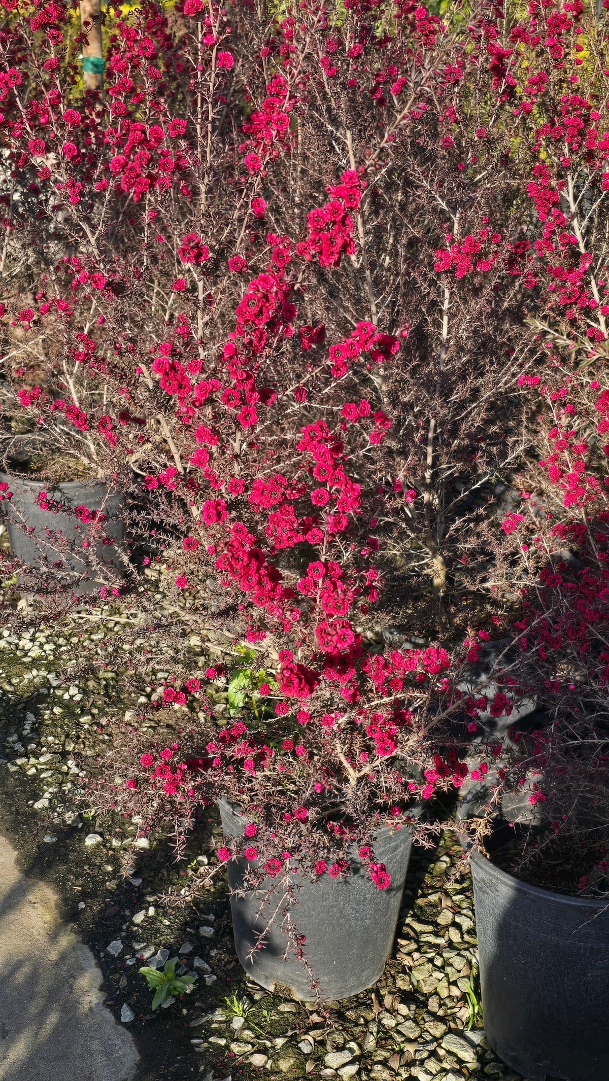 Leptospermum scoparium 'Ruby Glow 5 gallon pot 5tf tall - Get similar - 🪴 Voelk Art & Plants Inc 🪴