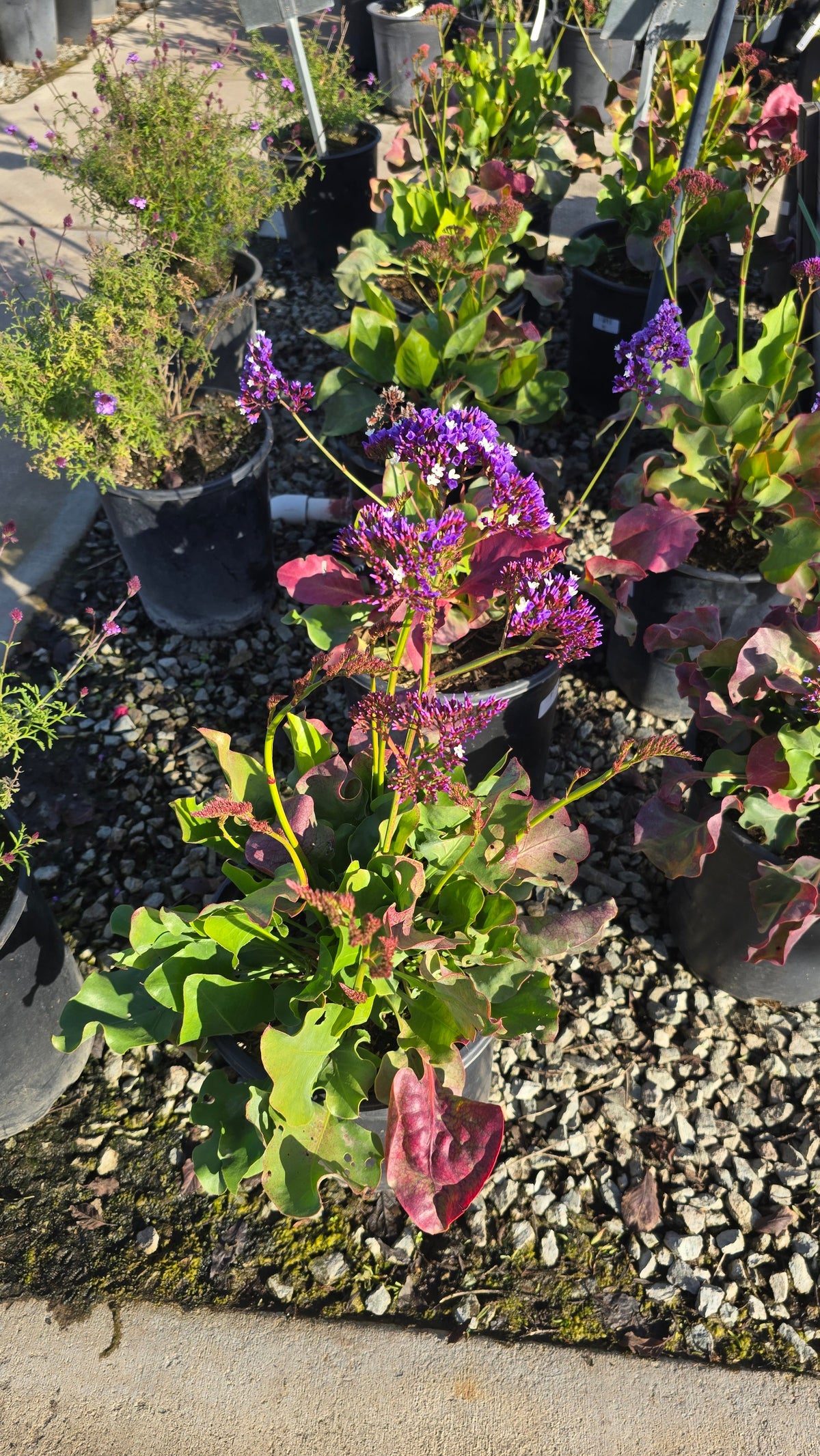 Limonium perezii Purple Flower on 5 gallon pot - Get similar - 🪴 Voelk Art & Plants Inc 🪴
