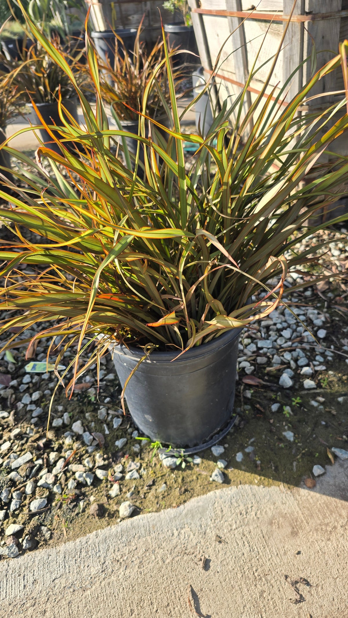 Phormium Tenax 'Jack Spratt' on 5 gallon pot - Get similar - 🪴 Voelk Art & Plants Inc 🪴