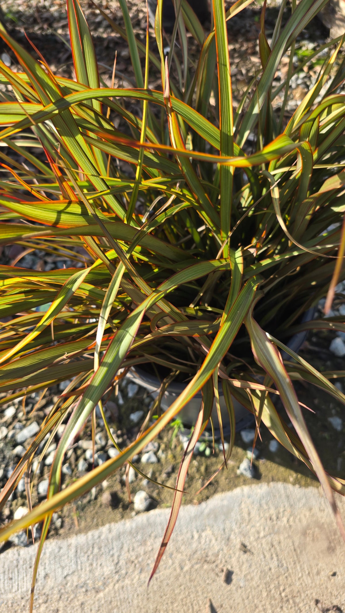 Phormium Tenax 'Jack Spratt' on 5 gallon pot - Get similar - 🪴 Voelk Art & Plants Inc 🪴