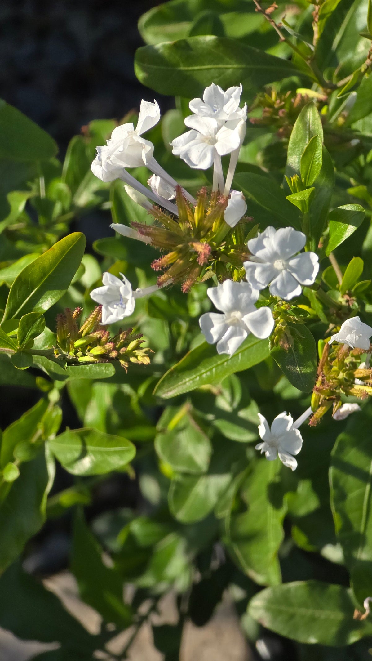 Plumbago auriculata White flower on 5 gallon pot - Get similar - 🪴 Voelk Art & Plants Inc 🪴