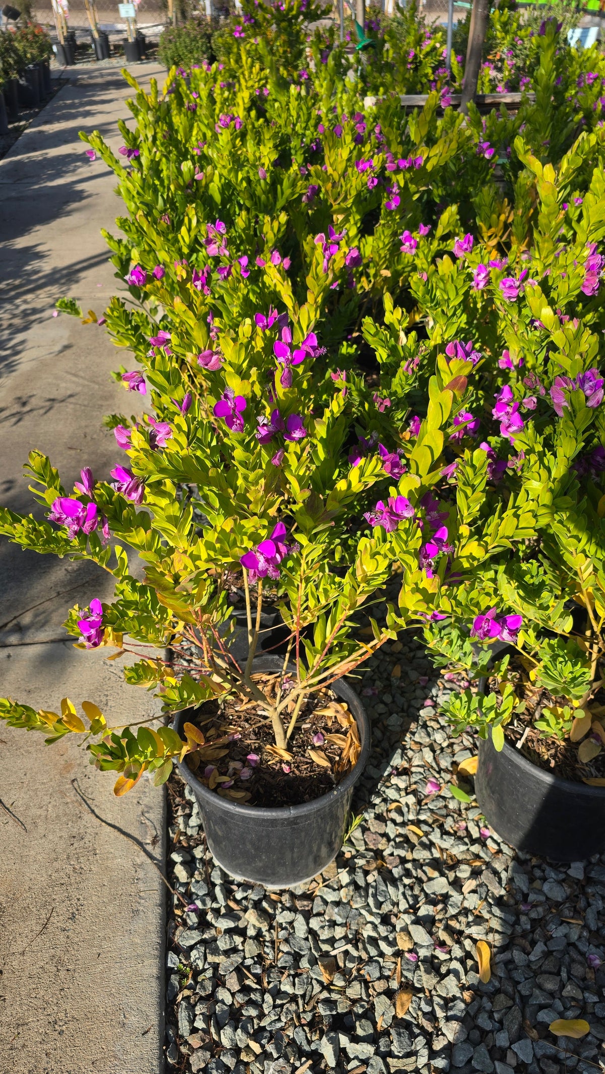 Polygala myrtifolia on 5 gallon pot - Get similar - 🪴 Voelk Art & Plants Inc 🪴