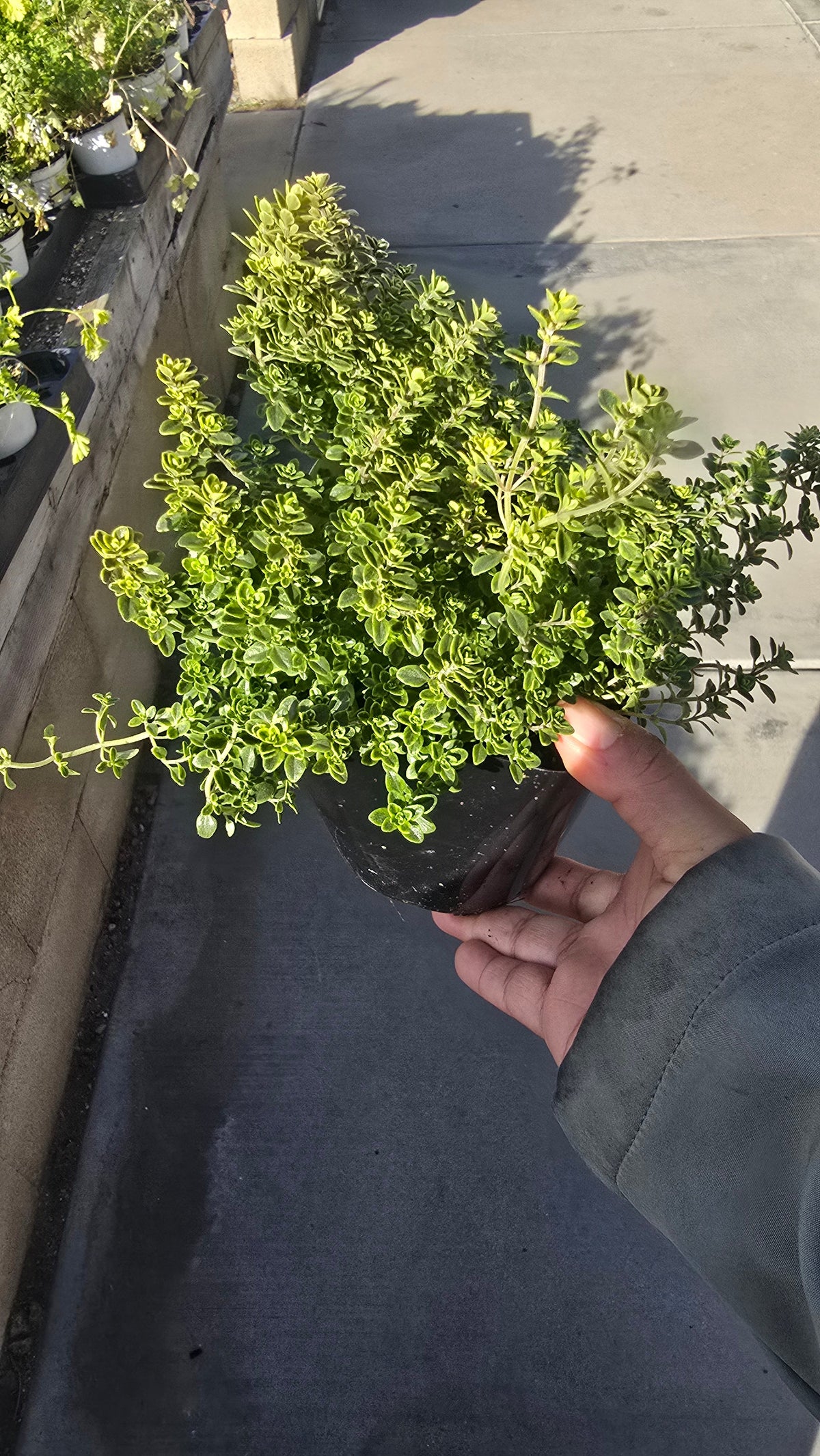 Thyme Lemon Variegated 4 inch pot - Get similar - 🪴 Voelk Art & Plants Inc 🪴