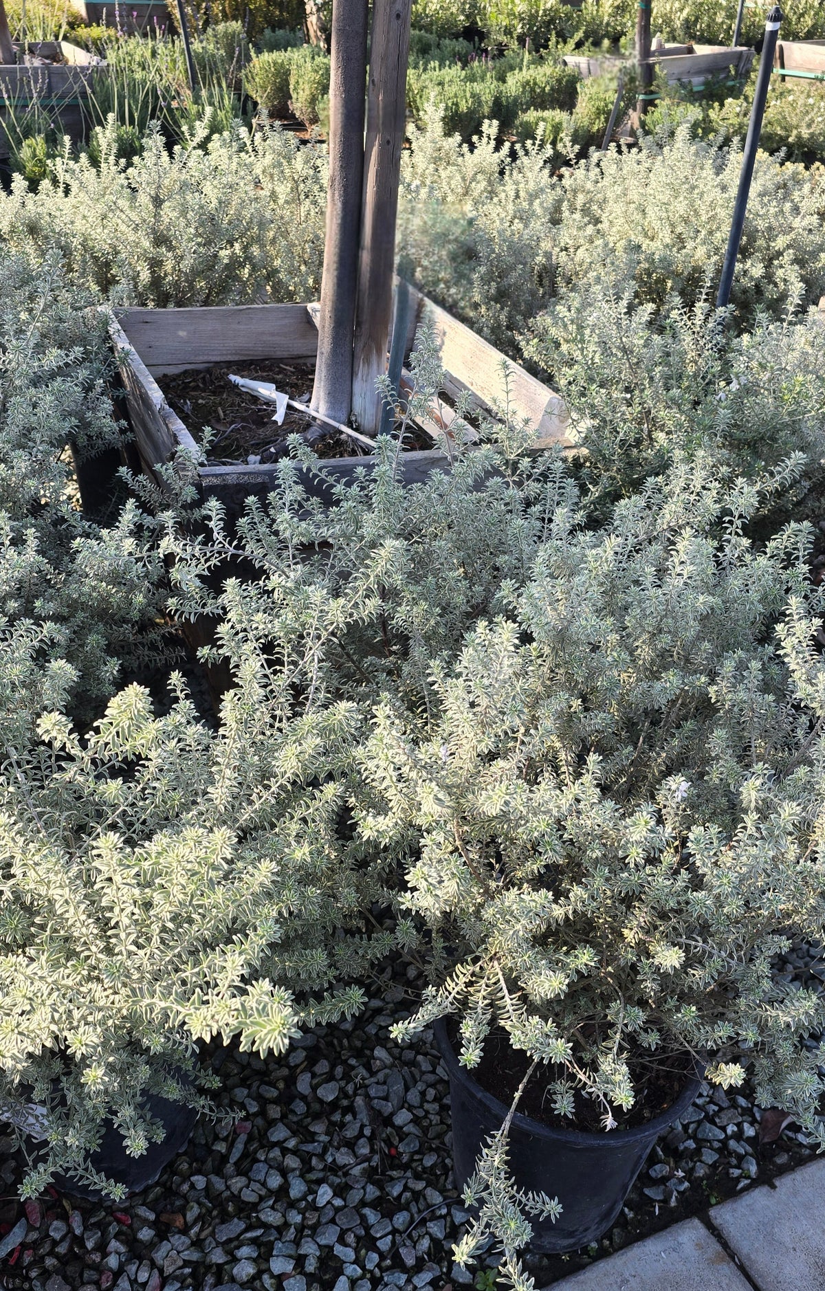Westringia fruticosa 'Smokey' 5 gallon pot - Get similar - 🪴 Voelk Art & Plants Inc 🪴