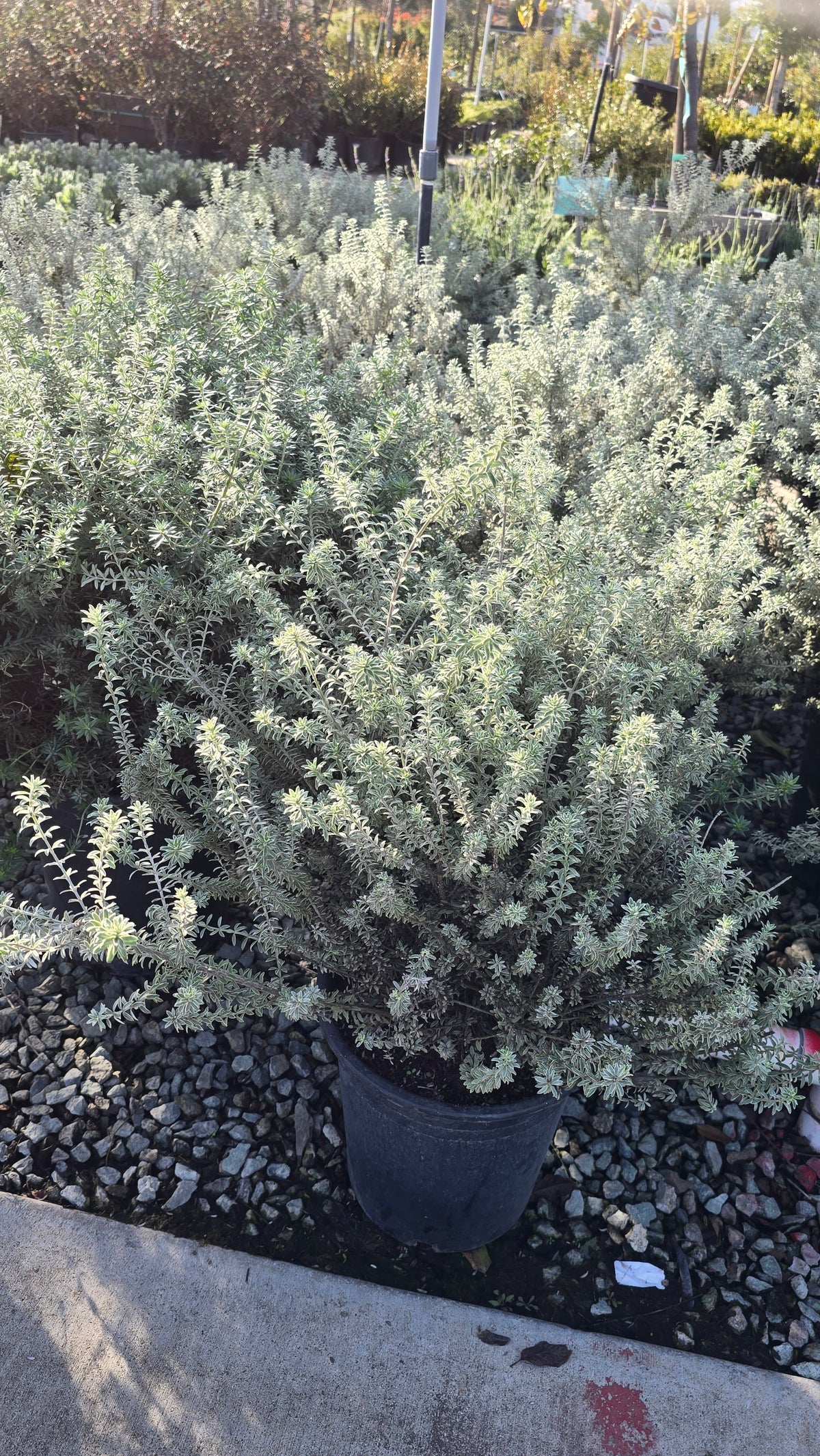 Westringia fruticosa 'Smokey' 5 gallon pot - Get similar - 🪴 Voelk Art & Plants Inc 🪴