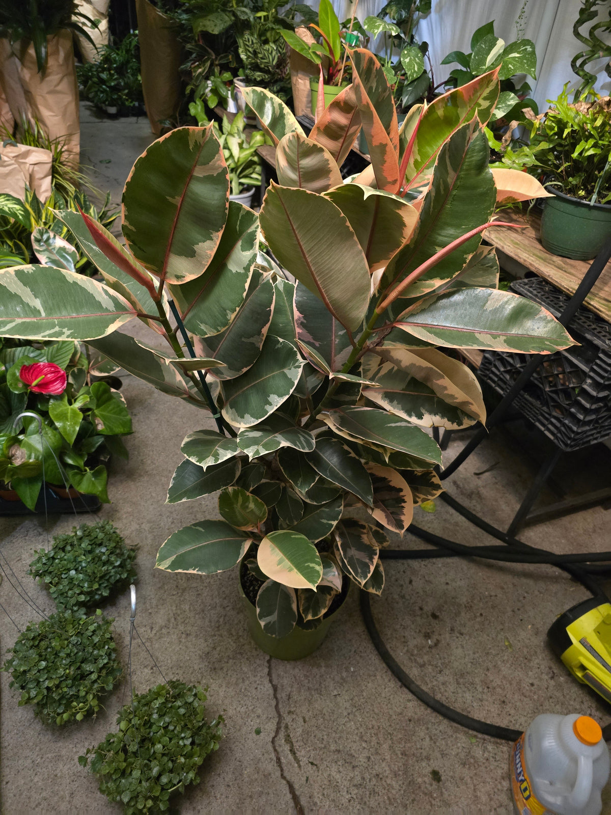 10 inch Pot - 4 ft tall XL size Ficus elastica "Ruby" Variegated Rubber Tree Elegant- Get similar - 🪴 Voelk Art & Plants Inc 🪴
