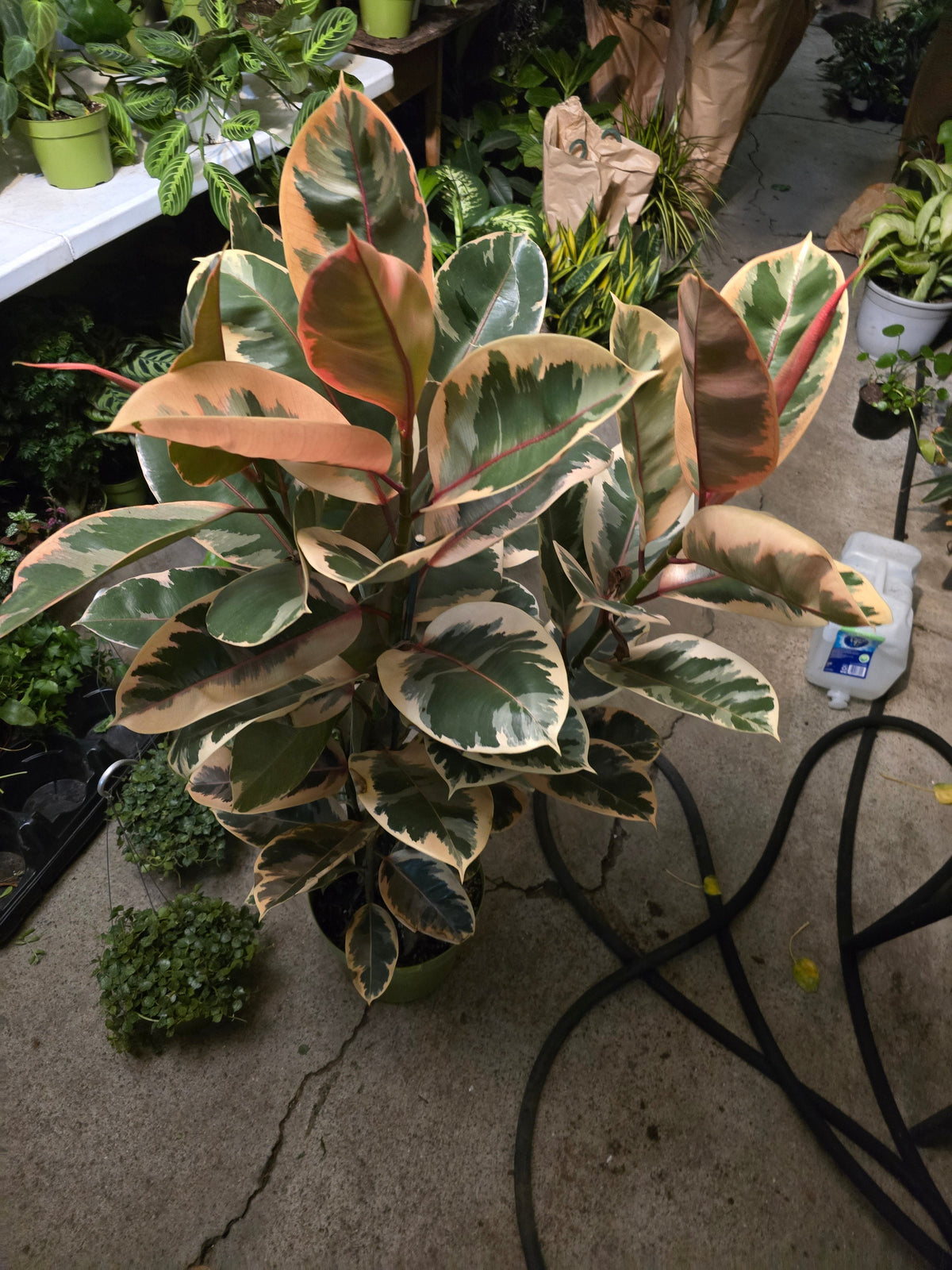 10 inch Pot - 4 ft tall XL size Ficus elastica "Ruby" Variegated Rubber Tree Elegant- Get similar - 🪴 Voelk Art & Plants Inc 🪴