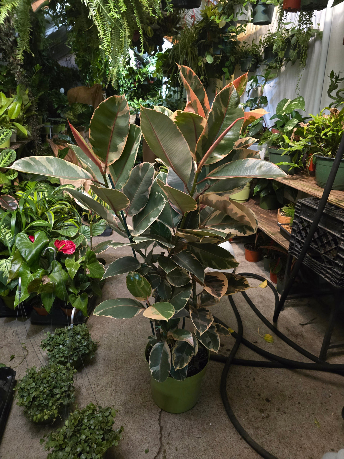 10 inch Pot - 4 ft tall XL size Ficus elastica "Ruby" Variegated Rubber Tree Elegant- Get similar - 🪴 Voelk Art & Plants Inc 🪴