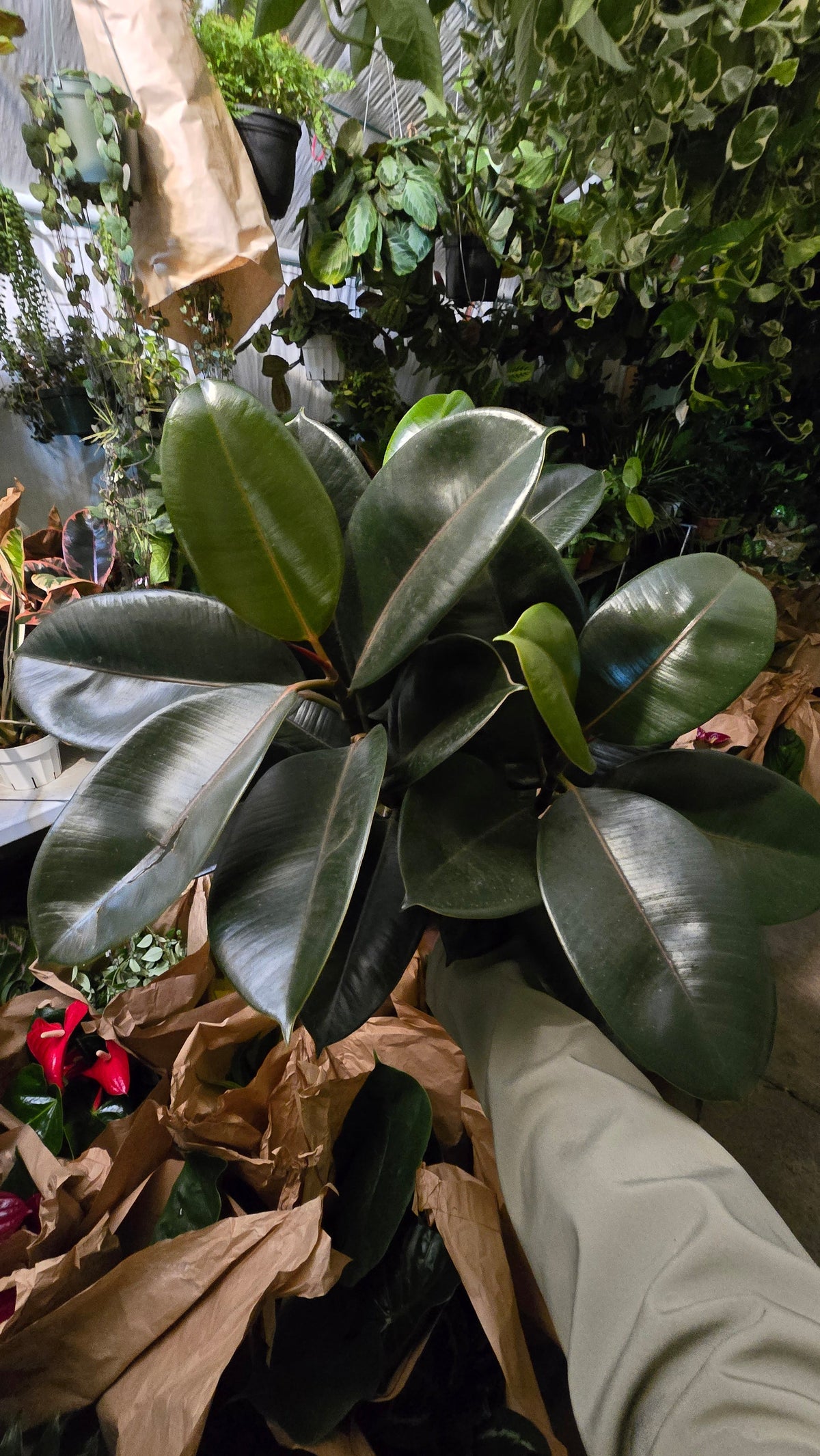 6 inch Pot - Ficus elastica "Cabernet" Variegated Rubber Tree - 🪴 Voelk Art & Plants Inc 🪴