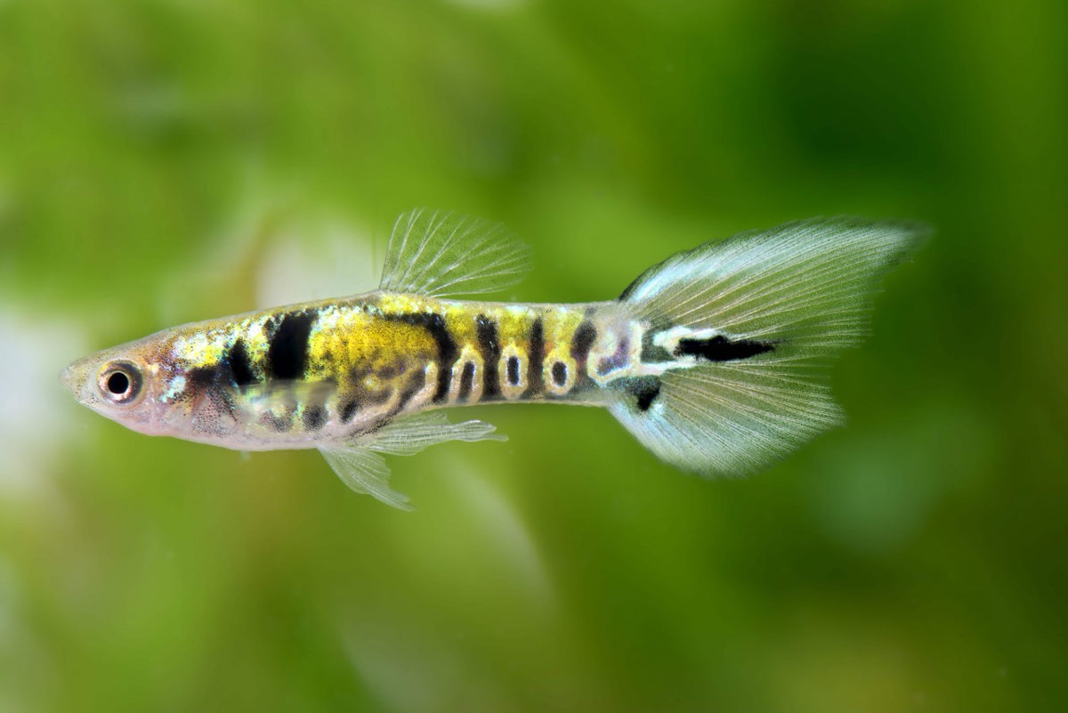 Thai Yellow Tiger Endler Guppy MALE (5 Fish Pack)(CGP-000)
