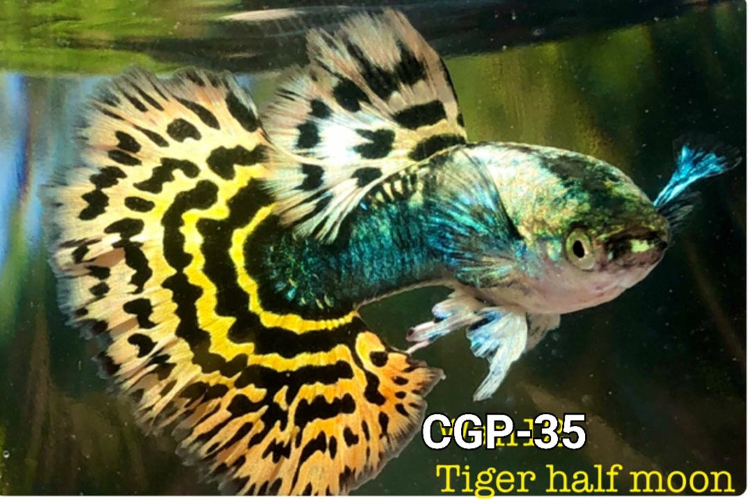 Live Fancy Guppy Fish Premium Quality Yellow Tiger Halfmoon Mosaic XL Size (CGP-035) - Coast Gem USA