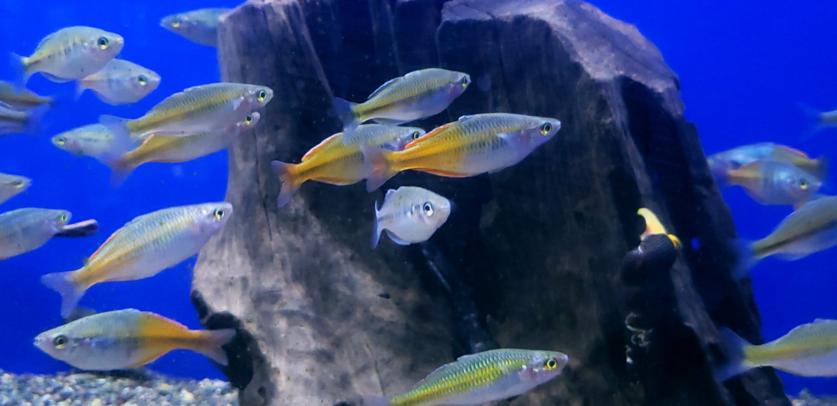 Live Freshwater Tropical Fish Bosemani Rainbowfish (Melanotaenia boesemani) 1.50-2.00 inch