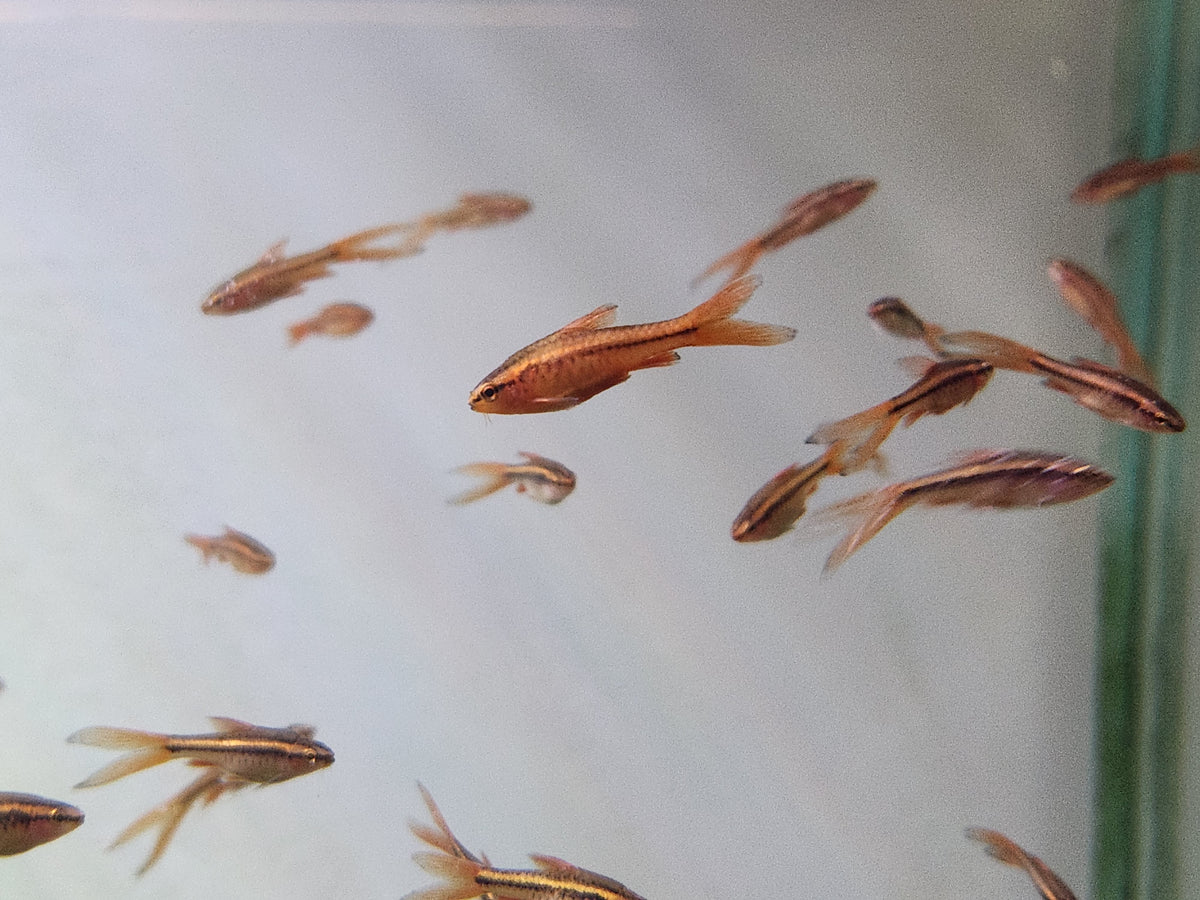 (TROP-170)(3 fish) Longfin Cherry Barb (Puntius titteya) Large
