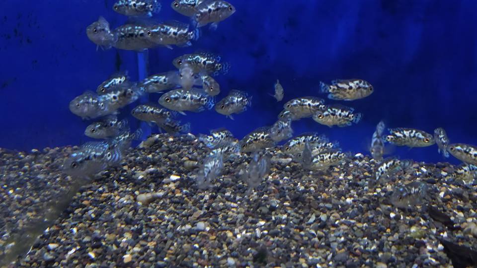 Electric Blue Jack Dempsey (Cichlasoma Octoasciatum)