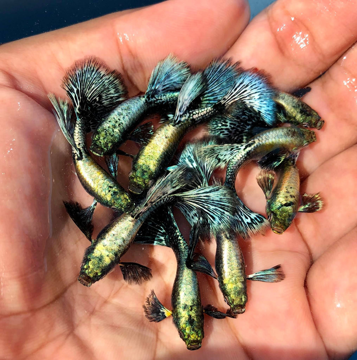 Live Fancy Guppy Fish Premium Quality Blue/Green Dragon Big Ear (CGP-019)