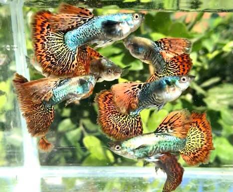 Live Fancy Guppy Fish Premium Quality Red Dragon High Dorsal XL Size (CGP-034)