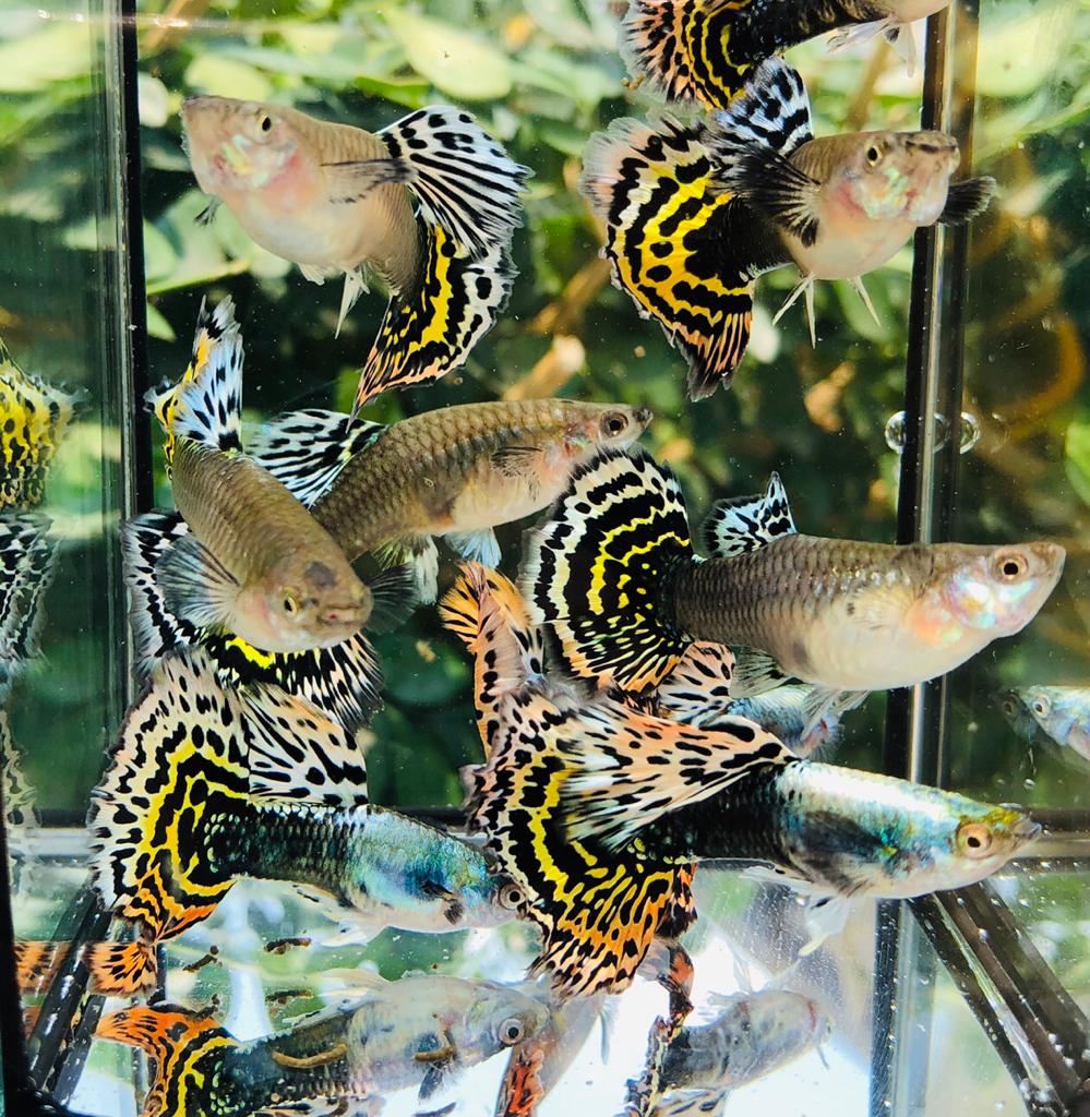 Live Fancy Guppy Fish Premium Quality Yellow Tiger Halfmoon Mosaic XL Size (CGP-035) - Coast Gem USA