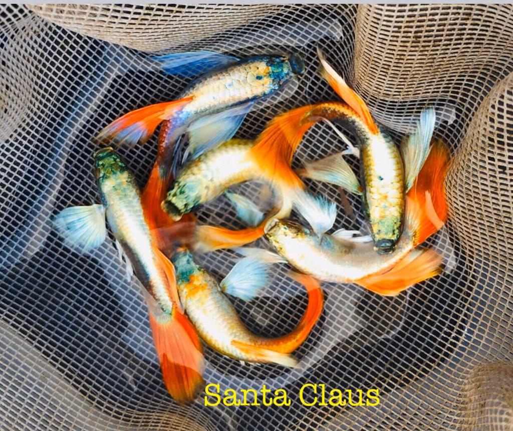 Live Fancy Guppy Fish Premium Quality Santa Big Ear (CGP-046)R5C12