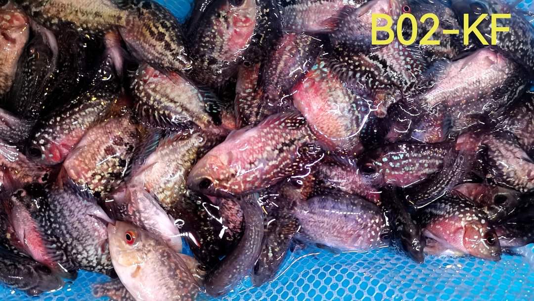 (SxB-KF) Super Pearly Kamfa Fry Flowerhorn