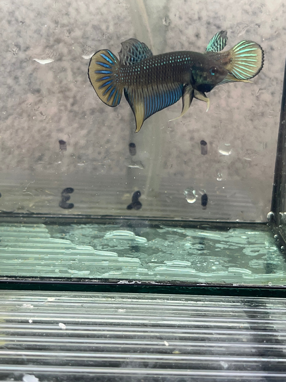Siamorientalis yellow tail wild betta