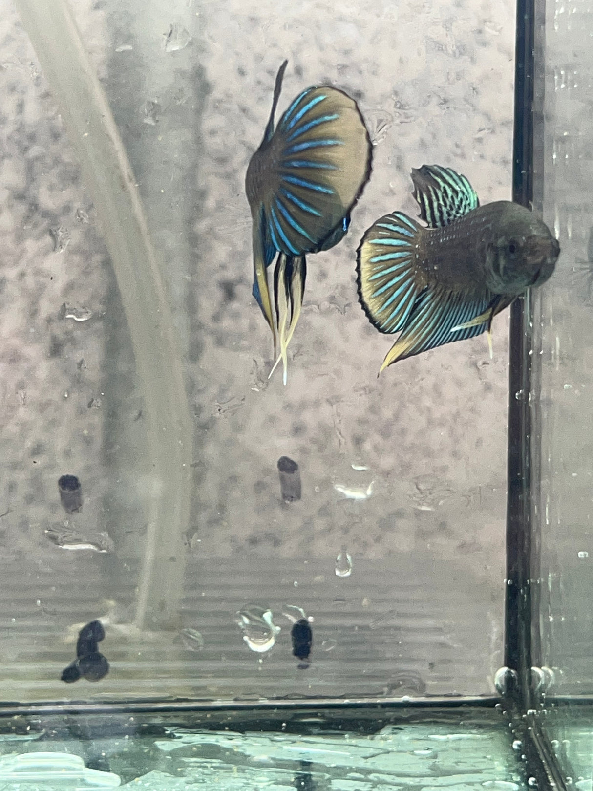 Siamorientalis yellow tail wild betta