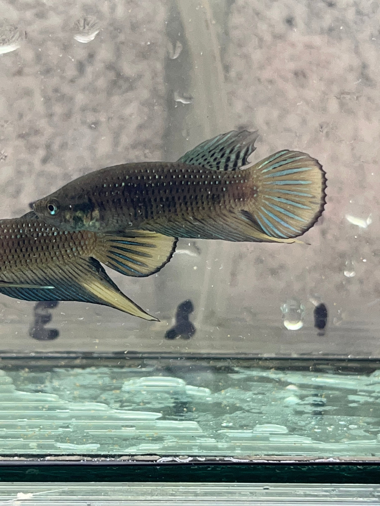 Siamorientalis yellow tail wild betta