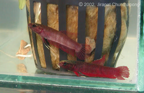 WB Rutilan Betta pair