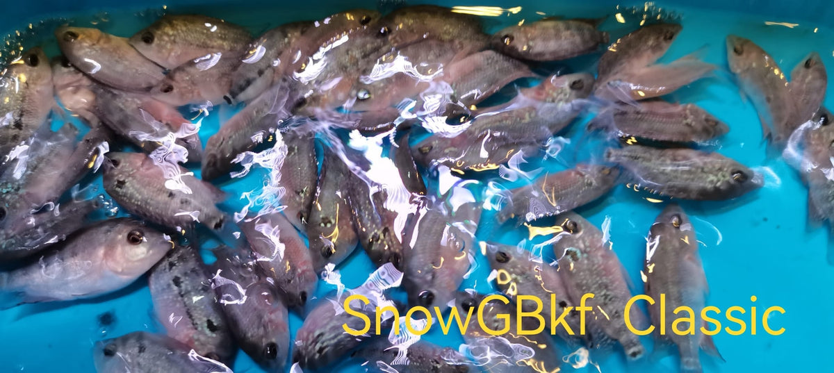 Golden Base Kamfa Classic Fry 1.00-2.00" Flowerhorn by Snow X Breed
