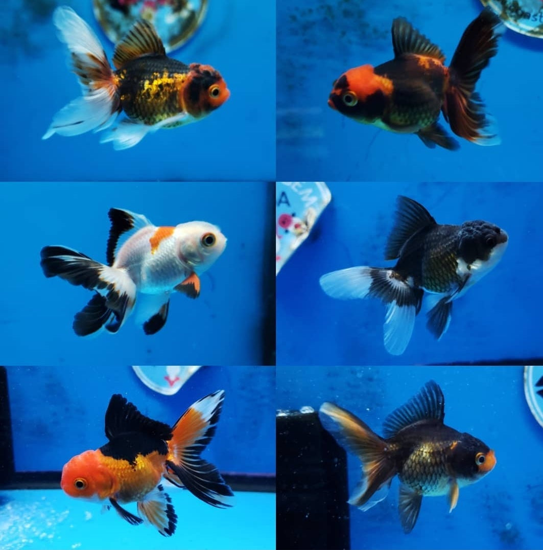 Live Fancy Goldfish Premium Select Our Choice Thai Premium Select Oranda 2'' Body (CGF)