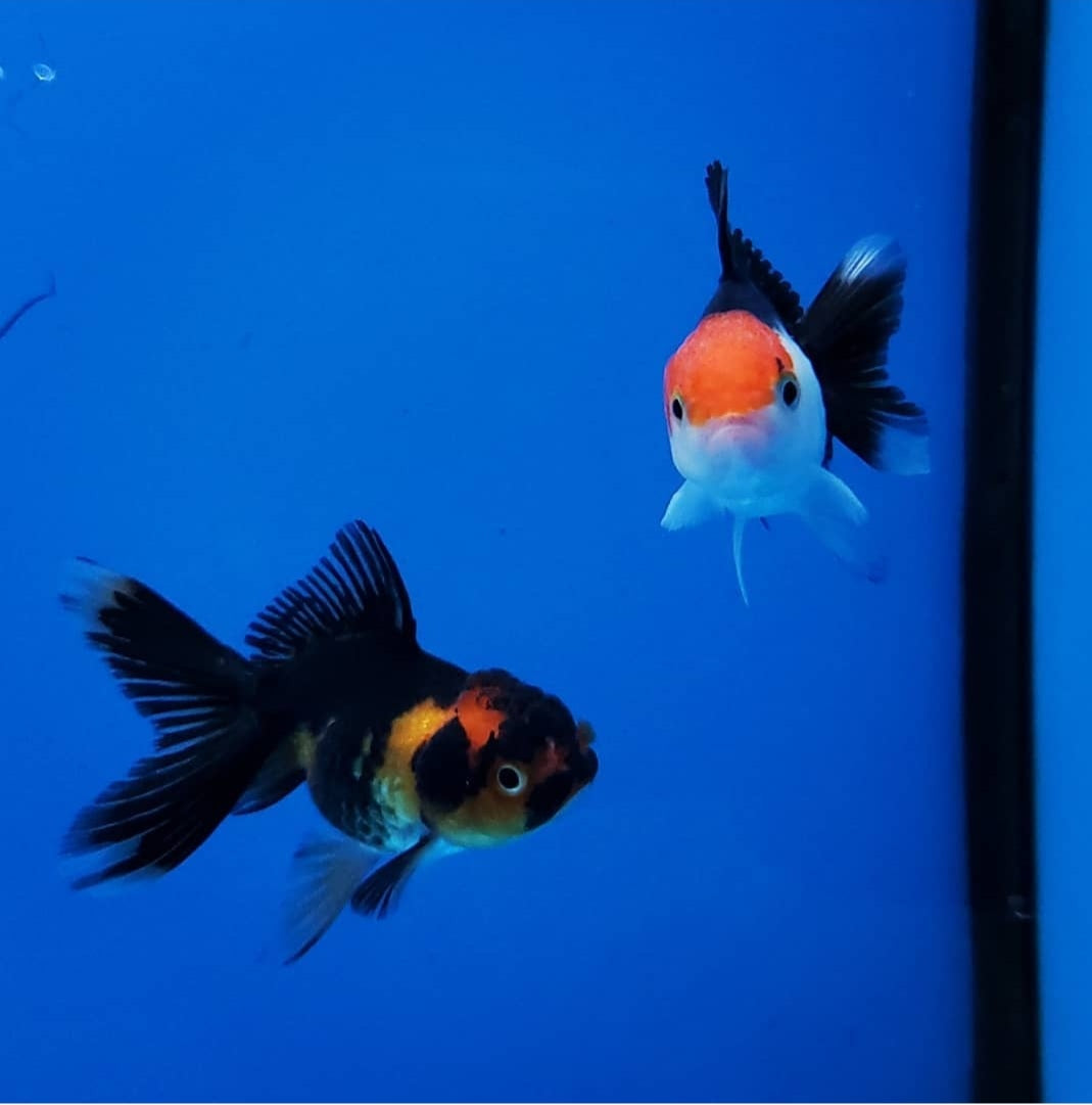 Live Fancy Goldfish Premium Select Our Choice Thai Premium Select Oranda 2'' Body (CGF)