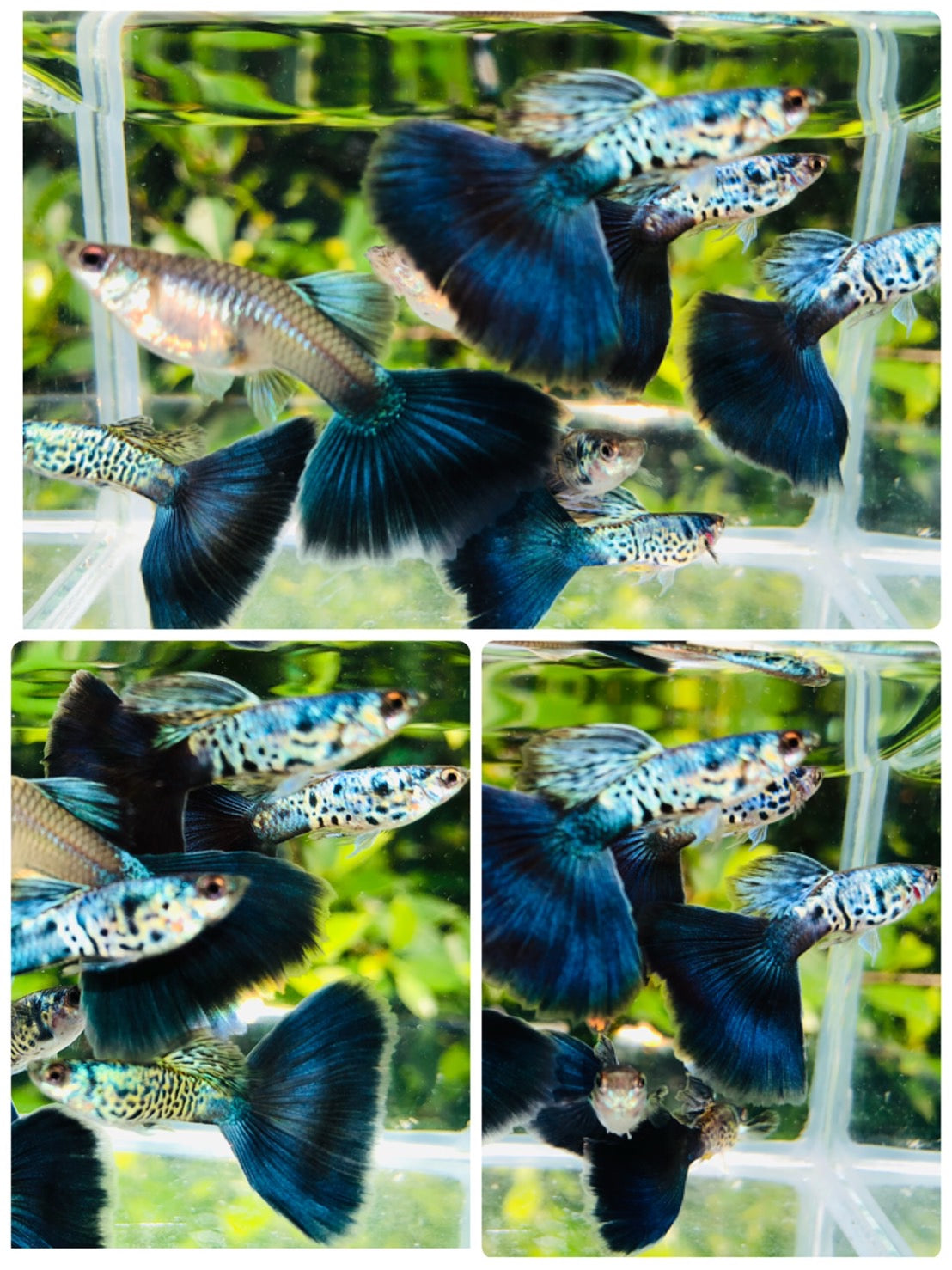 Snake Skin/Galaxy Big Black Tail guppy
