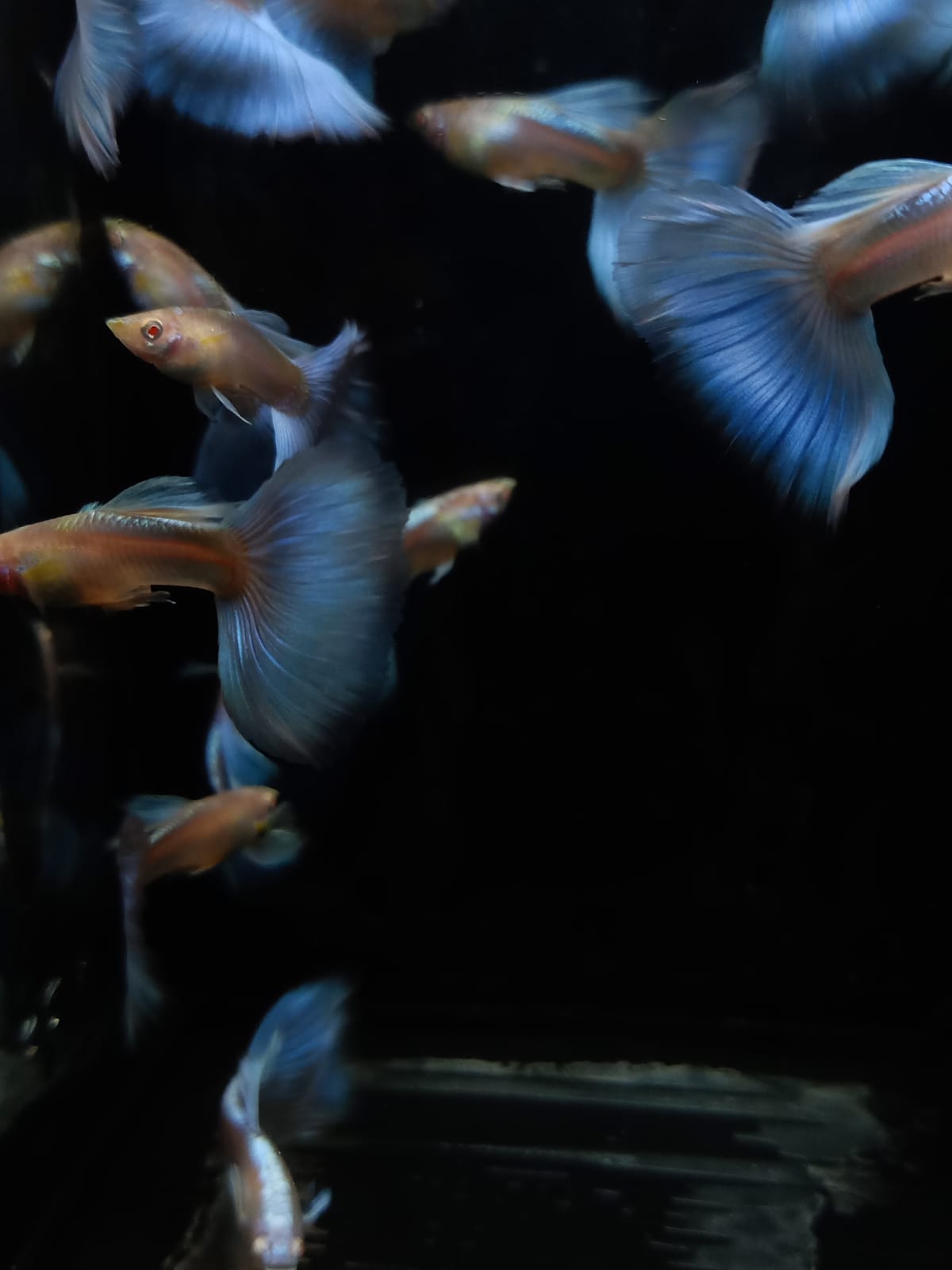 Live Fancy Guppy Fish Premium Quality Albino Blue Big Tail (CGP-003)