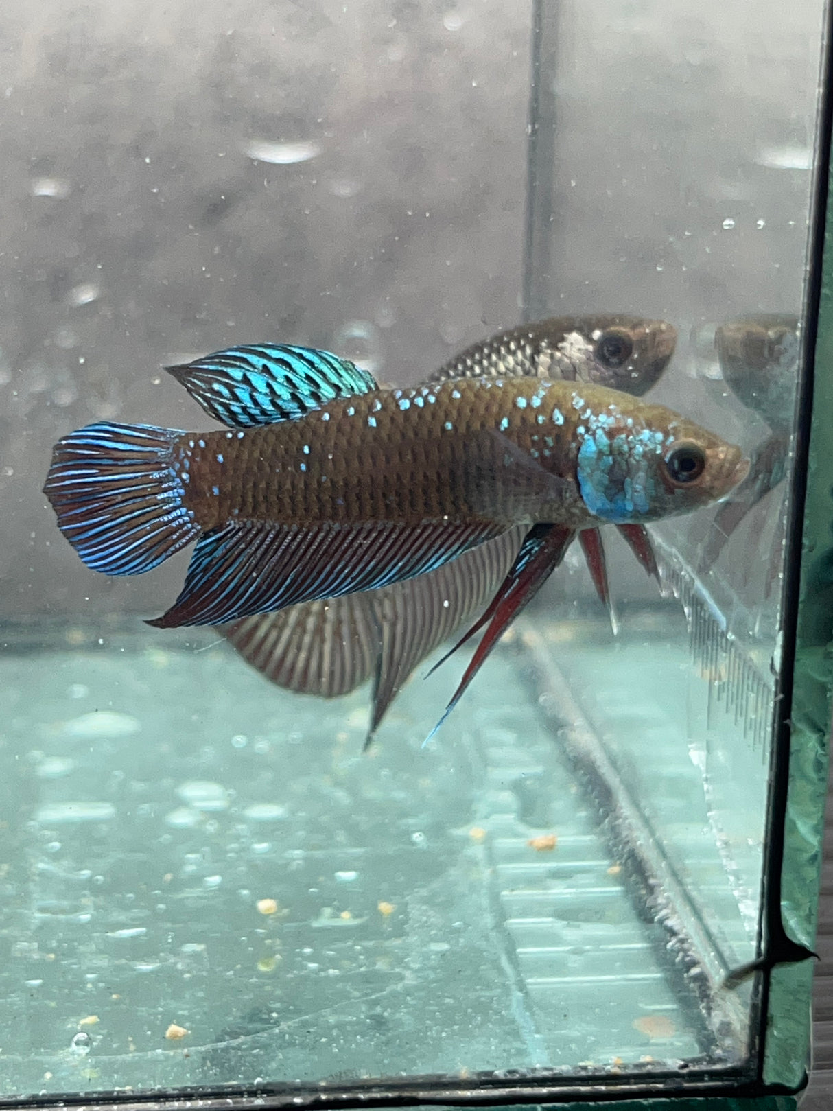 (CWB-12-GeB) Green black Mahachai wild betta male