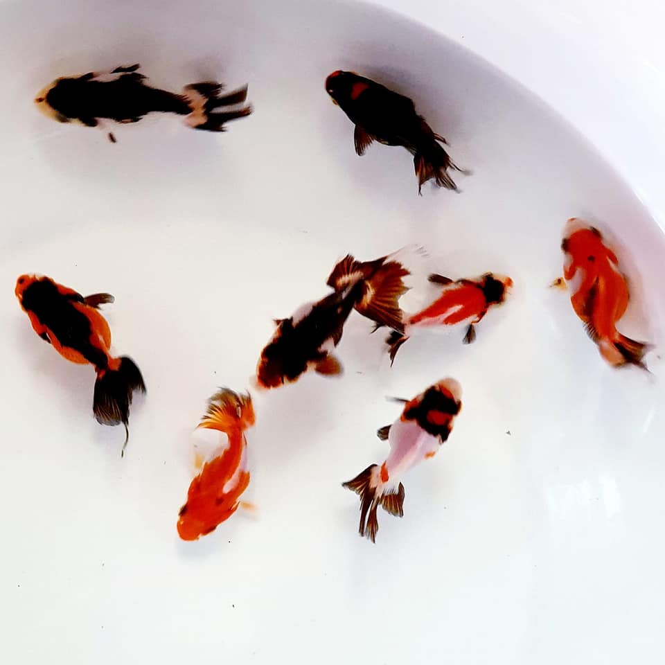 Live Fancy Goldfish Premium Select Our Choice Thai Premium Select Oranda 2'' Body (CGF)