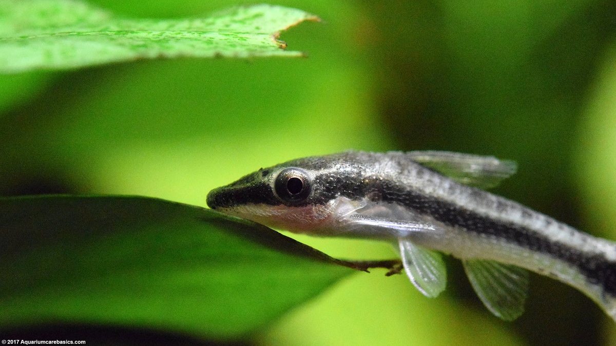 Live Freshwater Aquarium Bottom Feeder Otocinclus Catfish (Otocinclus vittatus)