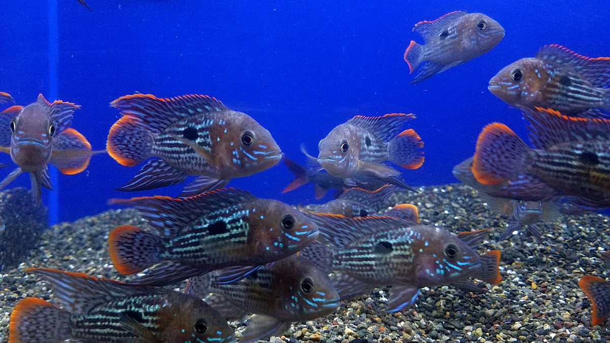 green-terror-cichlid-aequidens-rivulatus
