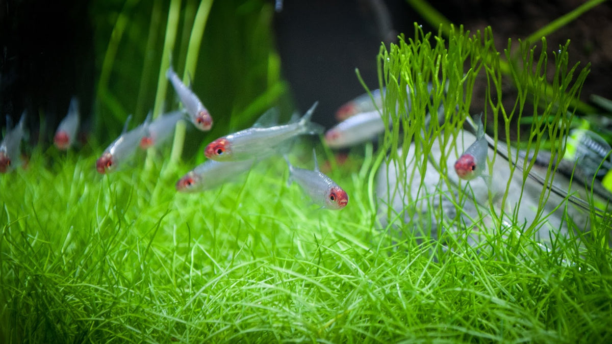 rummynose-tetra-hemigrammus-bleheri