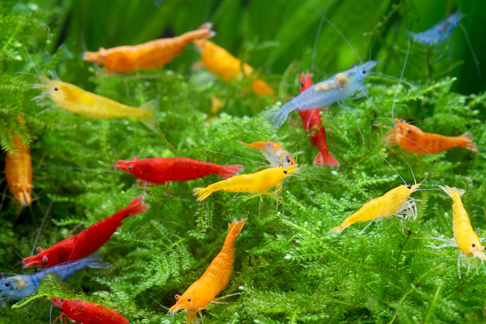 Colored Shrimp (Neocaridina davidi)