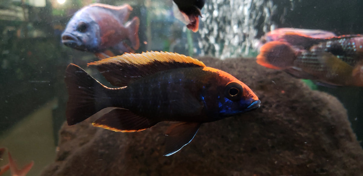Live African Cichlid Sulfur Head/Apache Peacock (Aulonocara maylandi)(CHD-129)U027