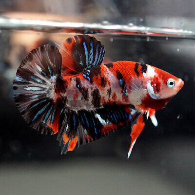 Betta Care Guide